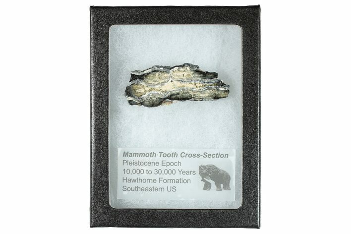 Mammoth Molar Slice With Case - South Carolina #291067